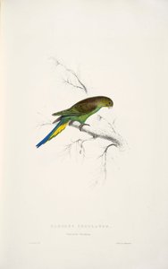 Melopsittacus undulatus door Edward Lear
